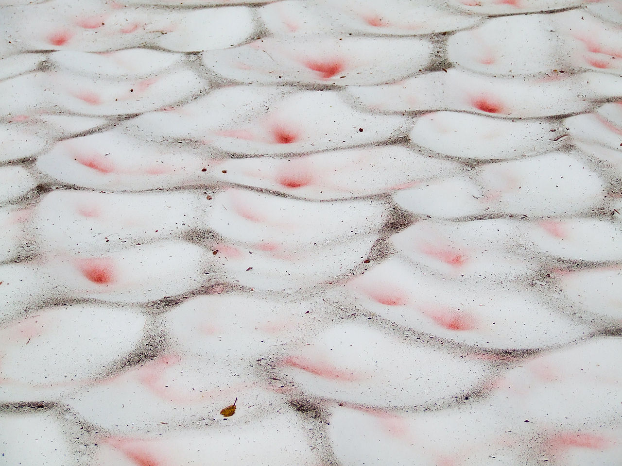 Klik op de foto om te vergroten Highslide JS